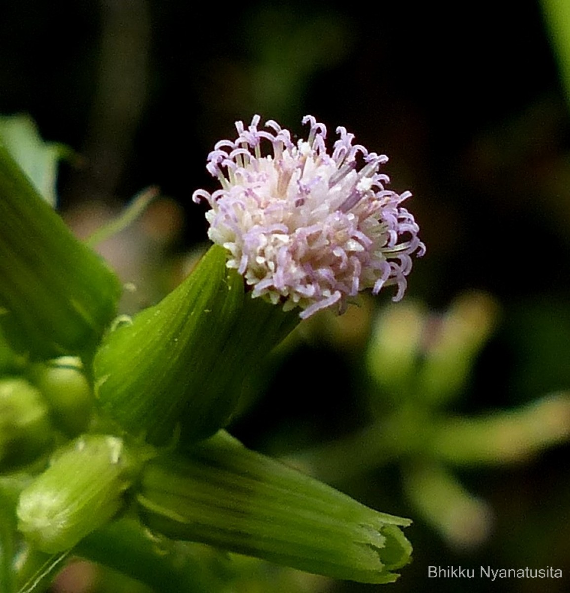 Erechtites valerianifolius (Link ex Spreng.) DC.